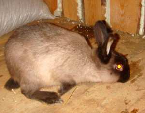 геморагічна хвороба кролів