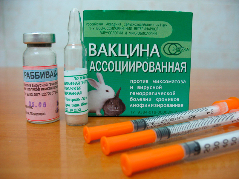 вакцинація від хвороби кролів