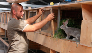 розведення кролів в домашніх умовах