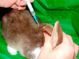 вакцинація кролів