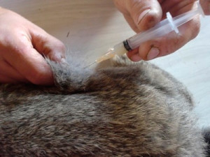 вакцинація кролів проти міксоматозу