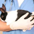 на фото вакцинація кролів